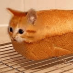 lKittyTime