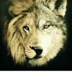 lion wolf gang