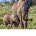 Save all wild animals