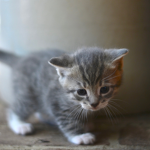 The Kittens Fan Club