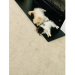 Dog likers Join this group