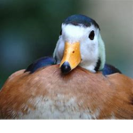 Ducky Pro Gamer