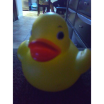 Rubber Ducky's