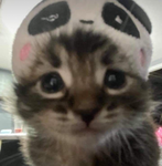 Iluvvcatsnkittys