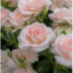 - maisies & bryns group -