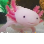 DA BEST AXOLOTL CLUB EVER