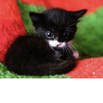 Kitty club meow mew