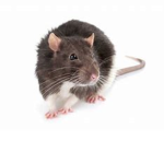 BESTTT RATSSS