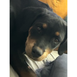 Be Kind Puppy’s