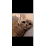 Anime Golden Rats