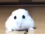 S h embsks
