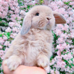 🐇