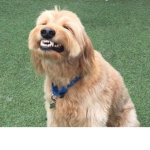 Doggos are da best