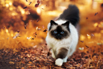 kociary meow