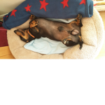 harvey1234