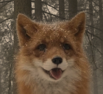 Fox Аrmу