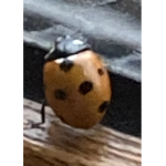 The ladybirdgroup