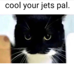 Cat crew revolution
