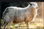 Sheep Productions...