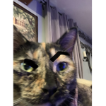 Cat Base