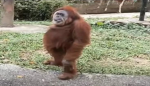 A Monkey Cult
