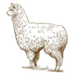 Llama Hangout