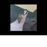 Dance till your dead dog meme
