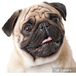 The big pugs for all