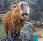 Capivara doa <3