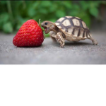 Team Turtle <3
