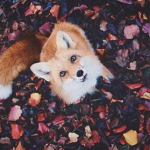S.F (stylish Foxes)