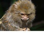 Roblox Monkey Group