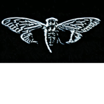 project cicada