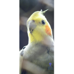 Lankyboxfoxyboxy