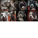 Friendly Dog Pack