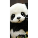 Pandamonium!