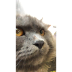 dog x cat only