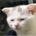 베이컨의 훌룰랄라