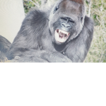 •<Gorilla Squad>•