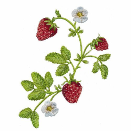 ⋆ ˚｡⋆୨🍓୧⋆ ˚｡⋆