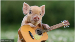 Pig xc xc