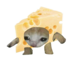 CheeseClan !!