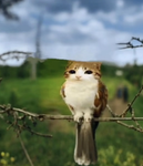meowl fanclub