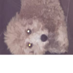 Chris dogs are cute