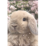 Claire's Bunnies