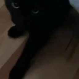 Dave (HORROR)