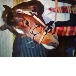 Harry-Horse