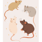 THE RATSSS!!