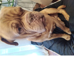 Cute mad dog cute