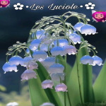 •Les Luciole•